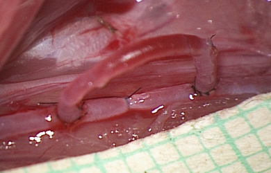 Швы артерий и вен в микрохирургии Образовательный центр WETLAB | Швы артерий и вен в микрохирургии