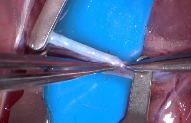 Образовательный центр WETLAB | Швы артерий и вен в микрохирургии